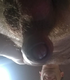Rppa
